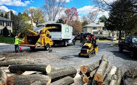 Best Tree Health Inspection  in USA